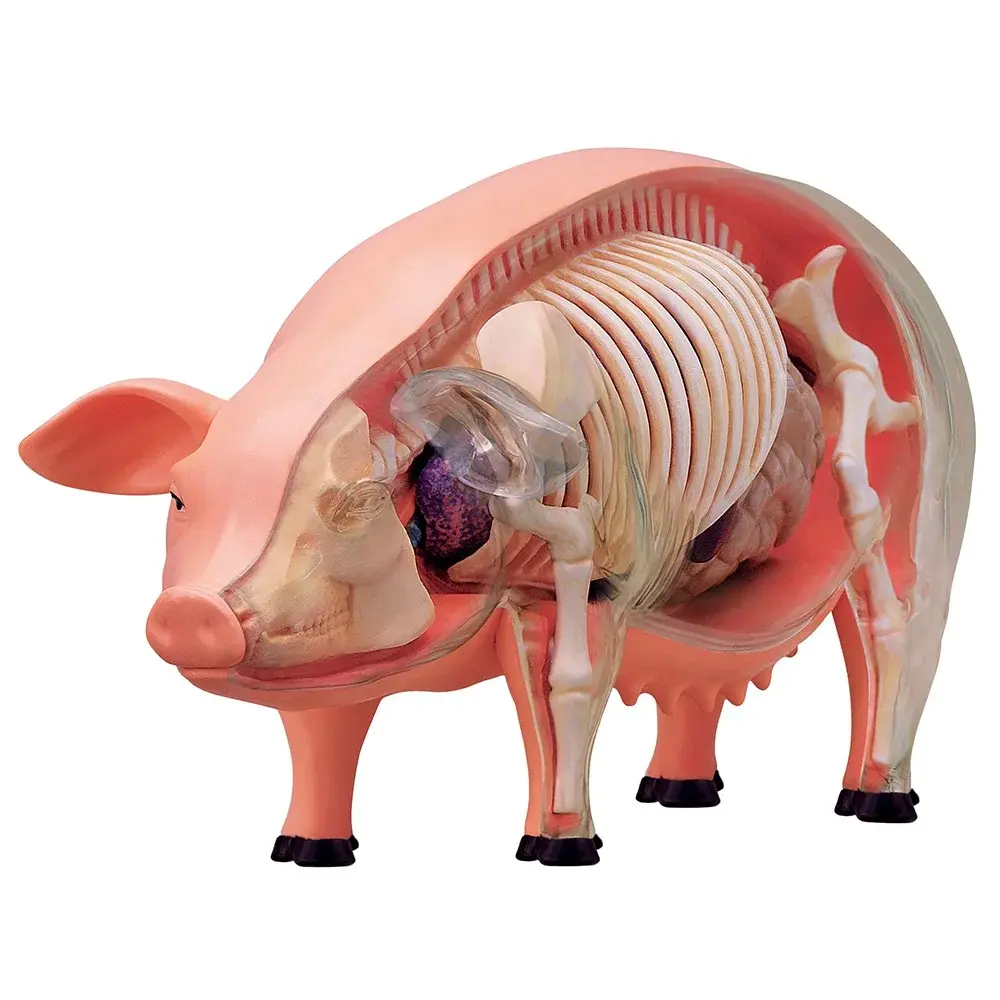 4D Pig Anatomy Model Kit
