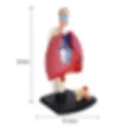 4D Human Respiratory System Anatomy Model Kit