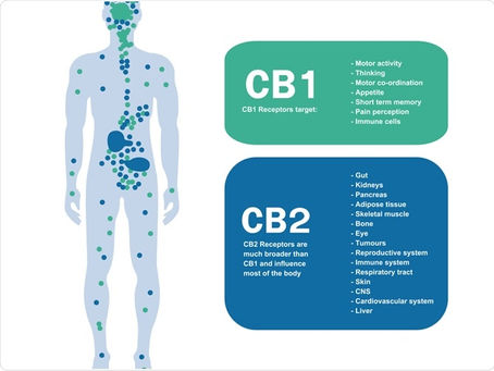 Le système endocannabinoïde, qu'est-ce que c'est ?