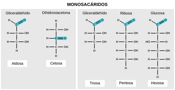 monosaccharides.es_ES.x512.png
