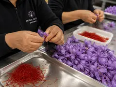 indoor saffron farming business model
