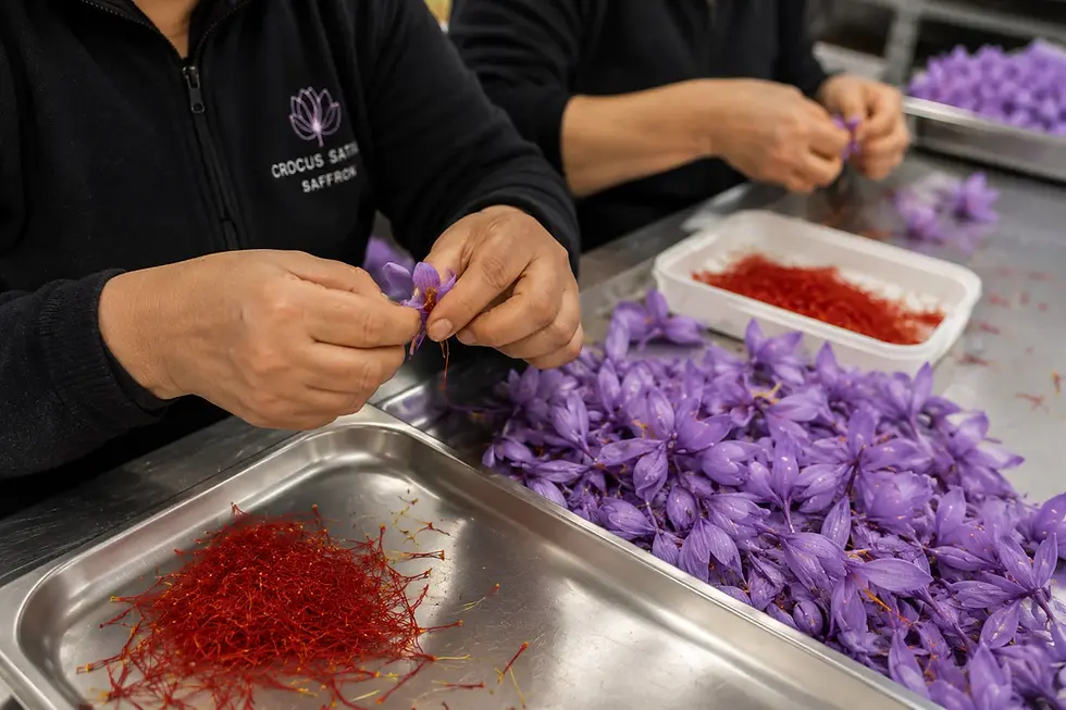 Indoor saffron farming chamber setup in tamilnadu