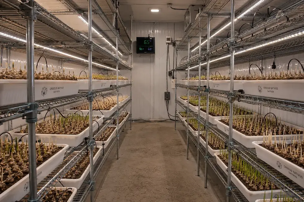 indoor saffron farming Jaipur