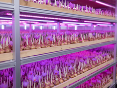 indoor saffron farming