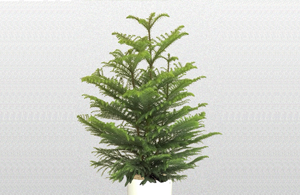 Norfolk Island Pine
