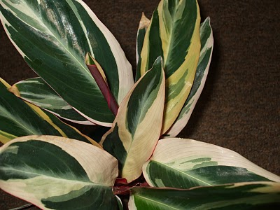 Stromanthe