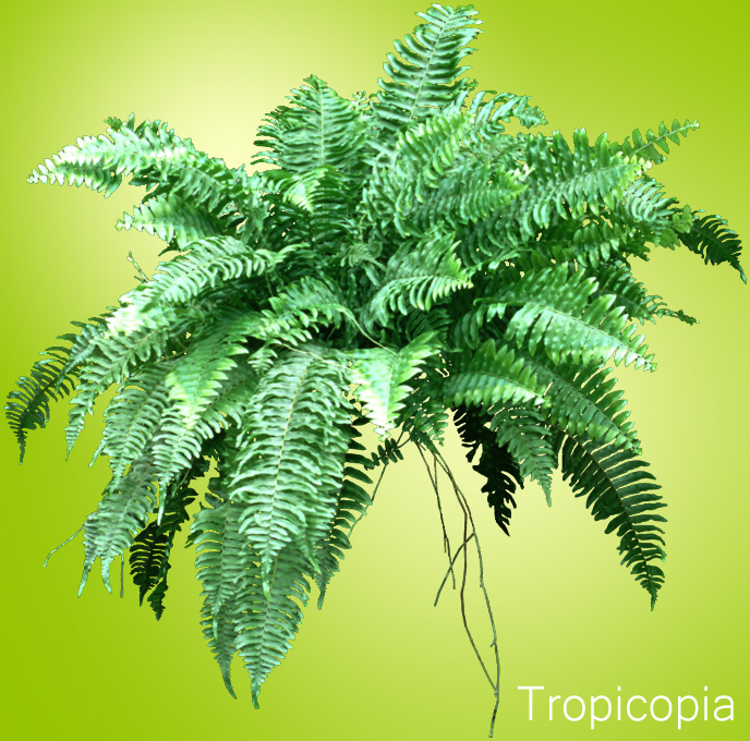 Boston Fern