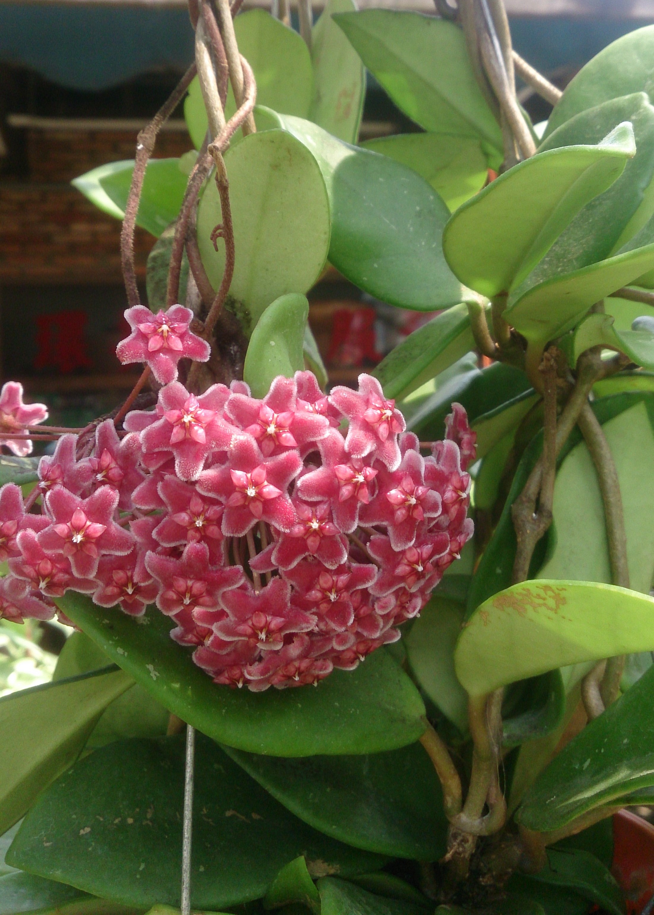 Hoya Plant