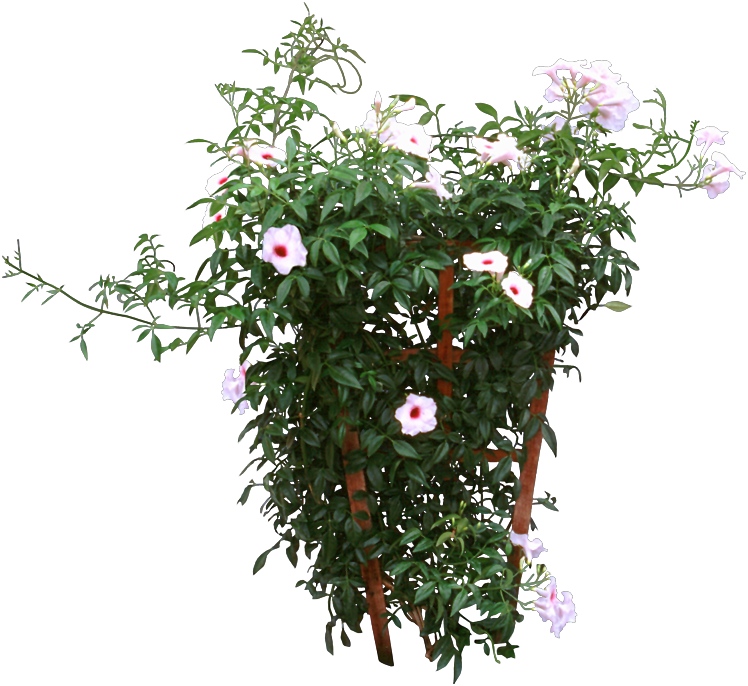 Jasmine