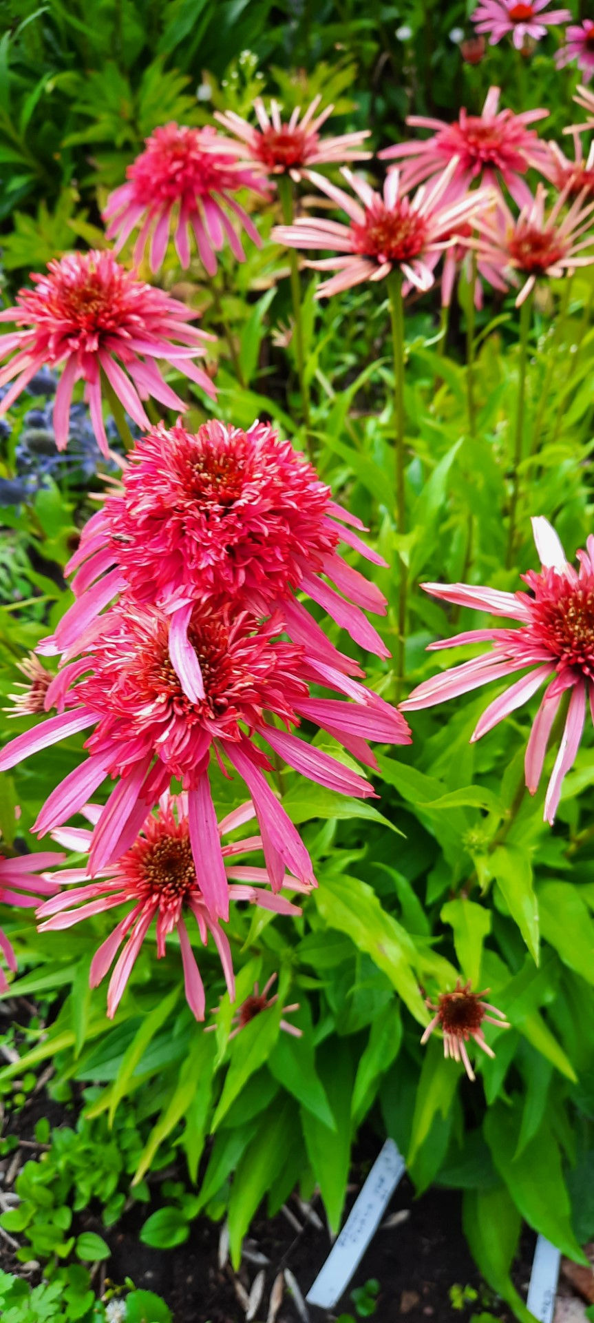 Echinacea purpurea ´ Guava Ice ´/ purpur-siilkübar ´Guava Ice ´