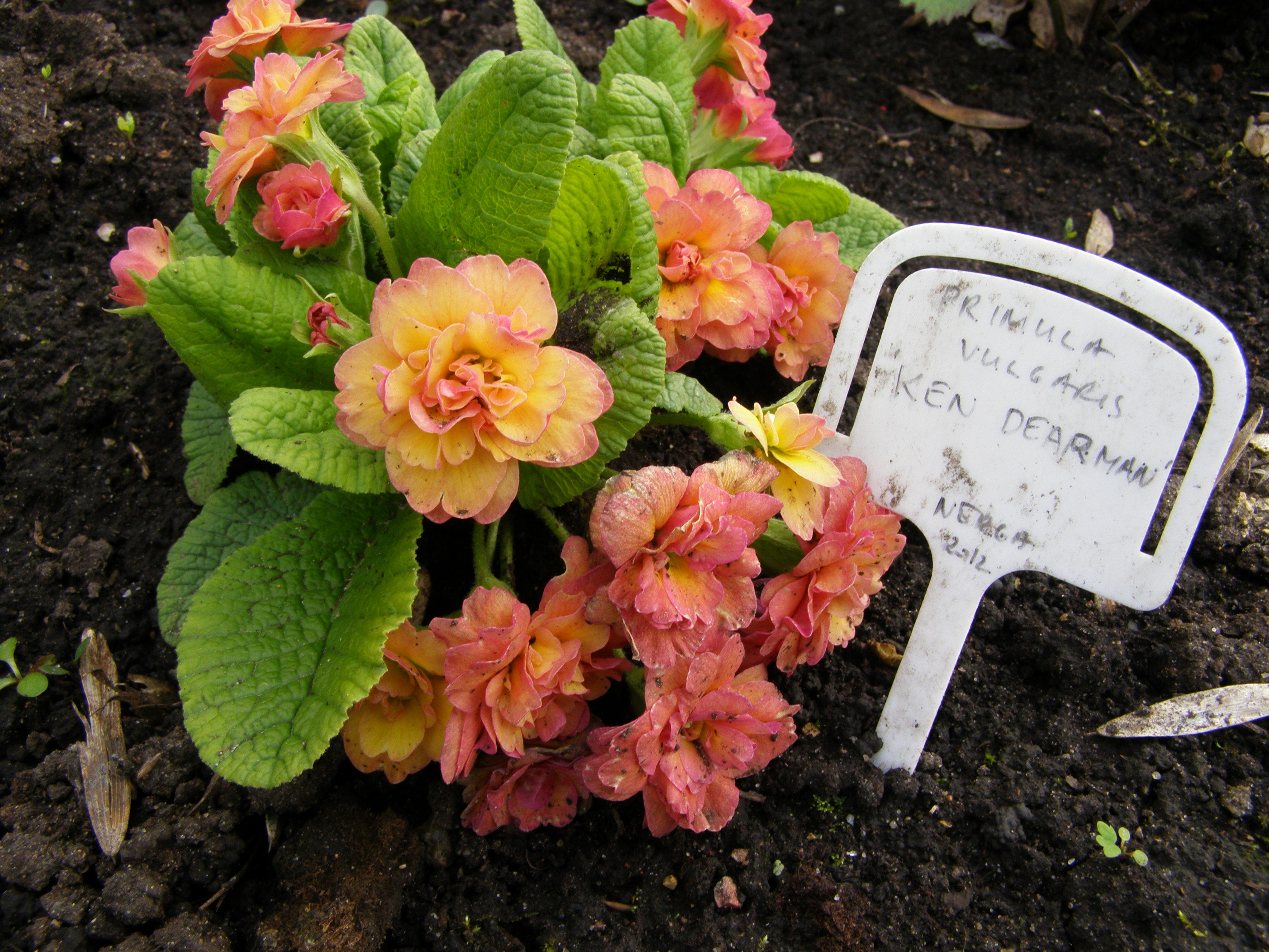 Primula ’Ken Dearman’