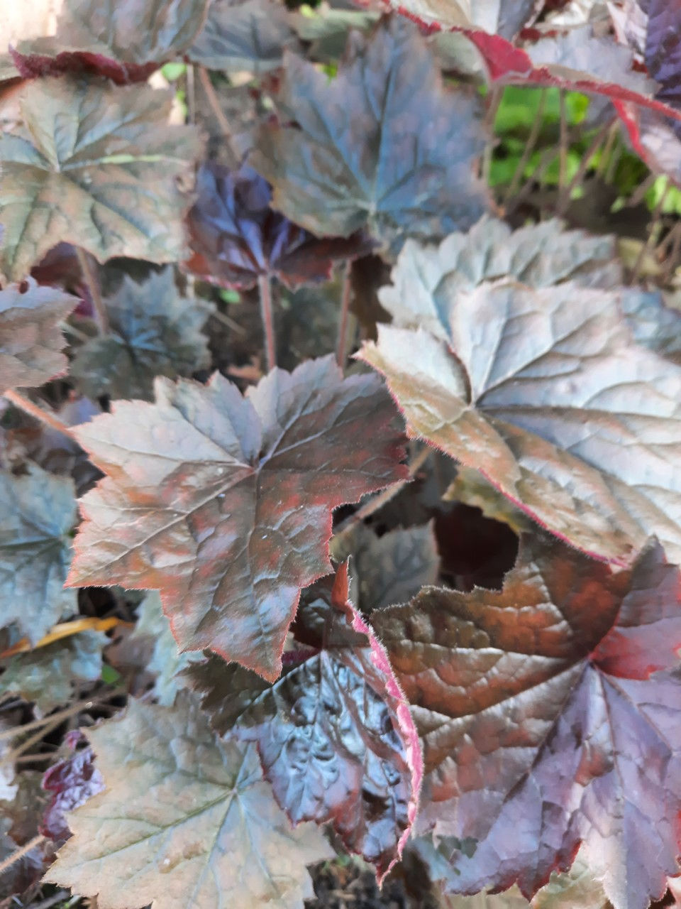 Pikkukuva: Heuchera villosa ´Palace Purple ´/ vahtralehine helmikpööris ´Palace Purple ´