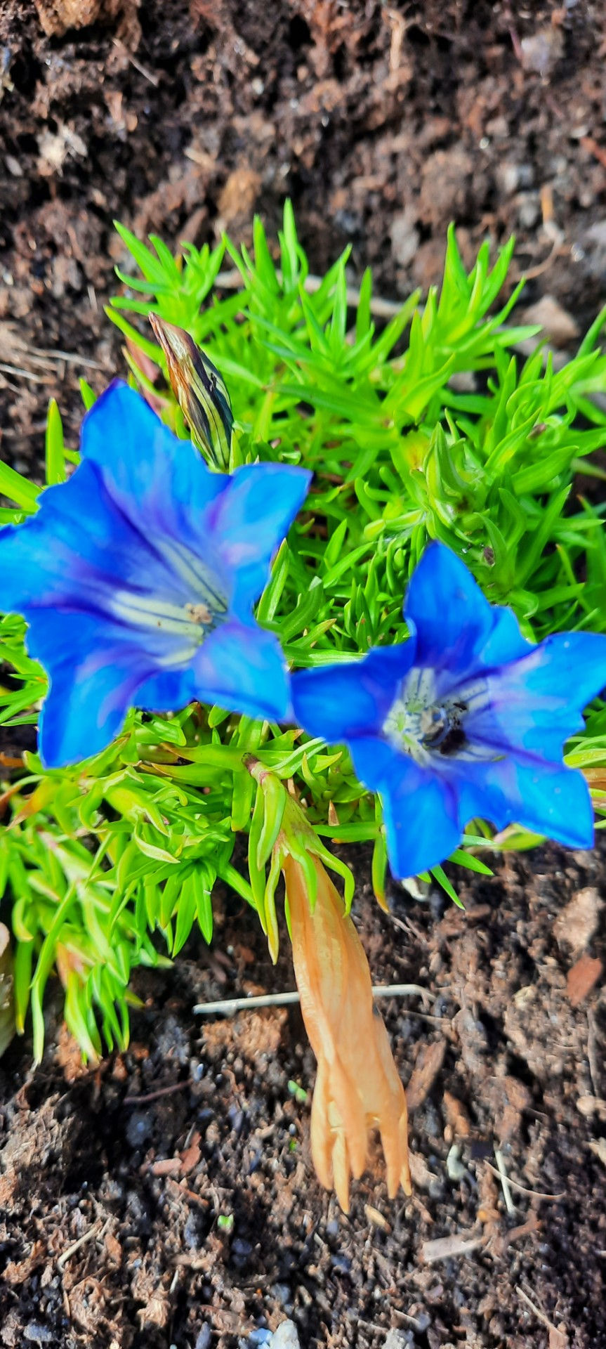 Thumbnail: Gentiana sino ornata´ Celebration´ / hiina emajuur ´Celebration ´
