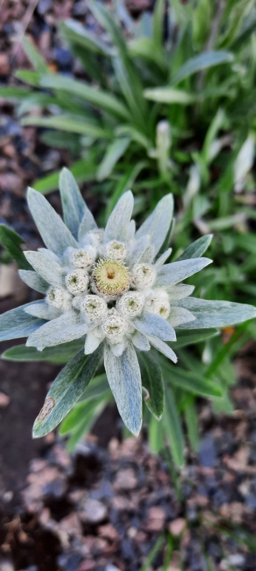 Thumbnail: Leontopodium sibiricum / siberi jänesekäpp
