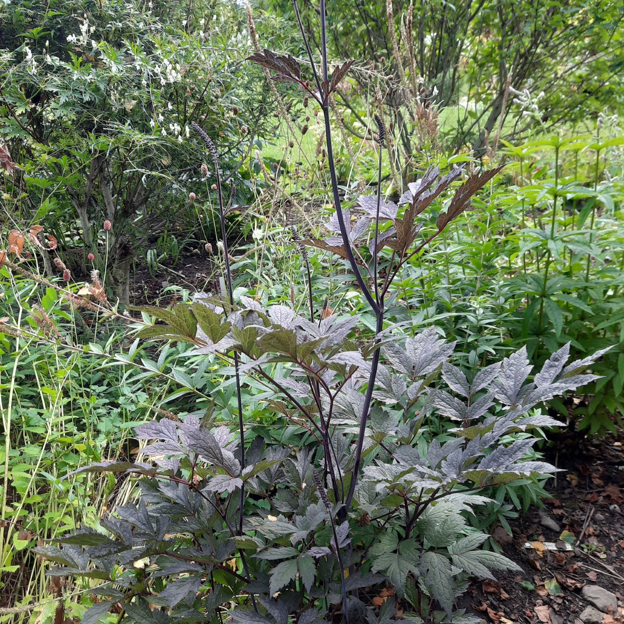 Cimicifuga racemosa /kobar-lursslill