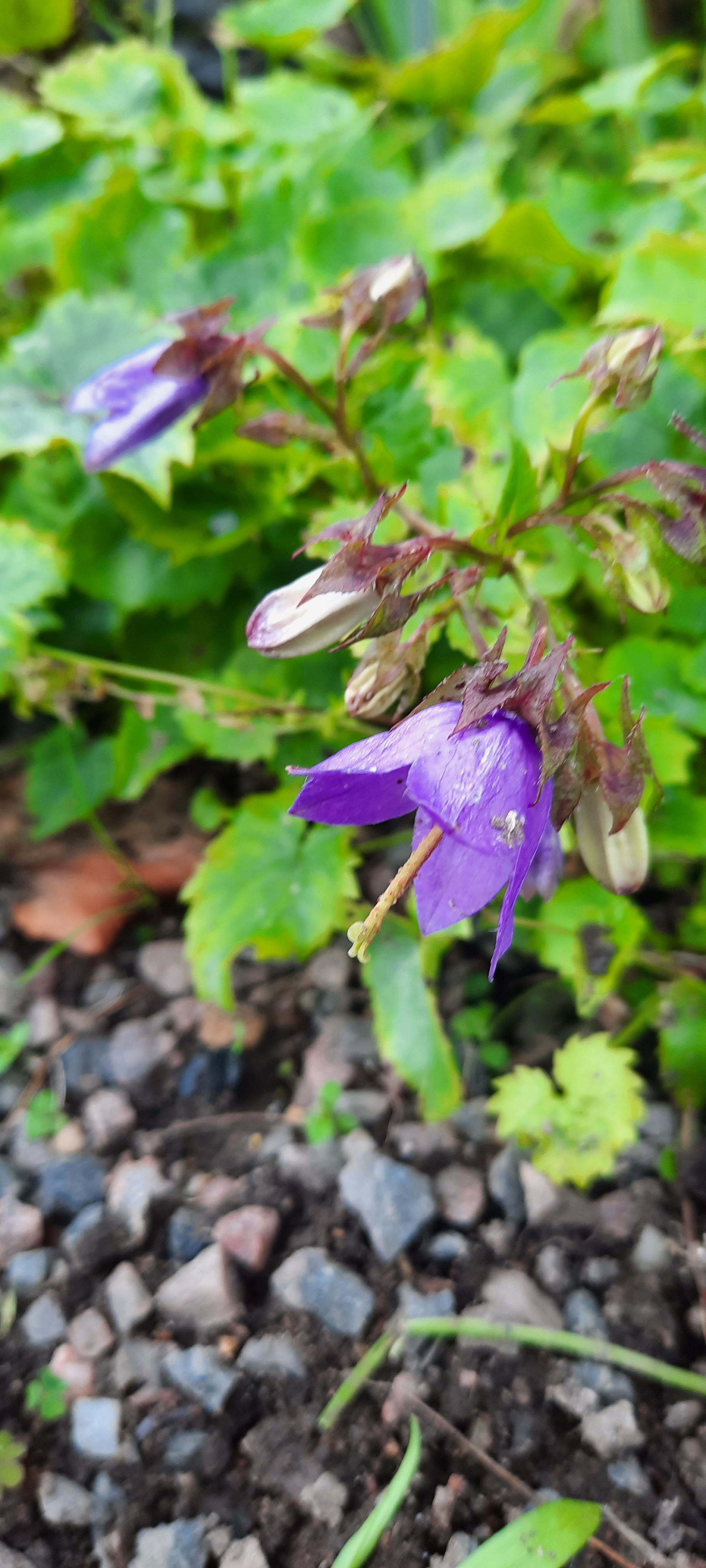 Campanula kemulariae/ Kemularia kellukas