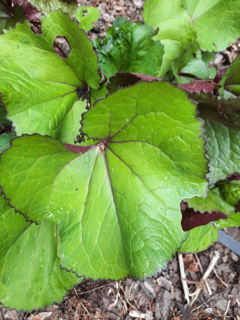 Ligularia dentata ´Othello ´