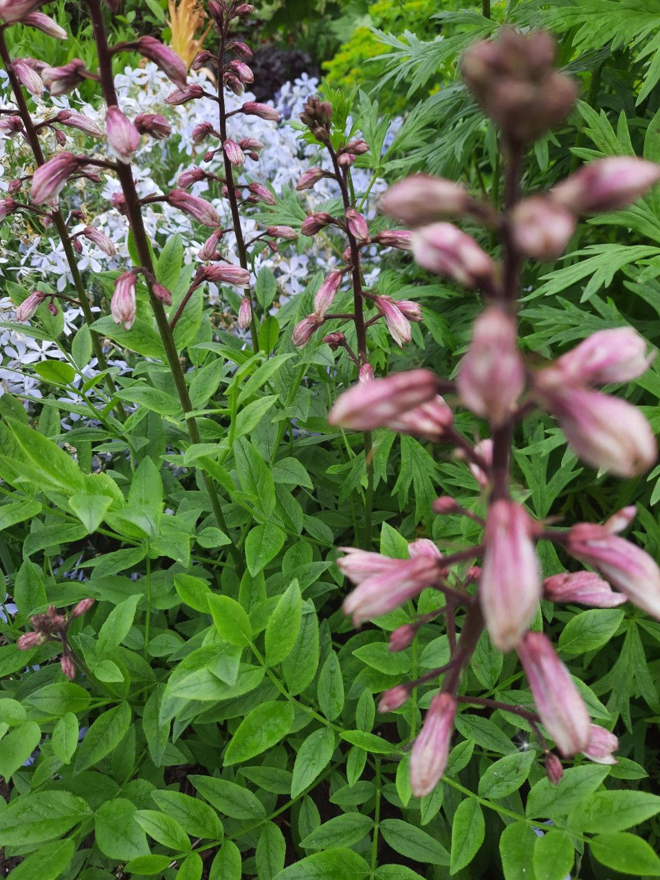 Dictamnus albus ´Purpureus ´/ valge moosesepõõsas ´Purpureus ´