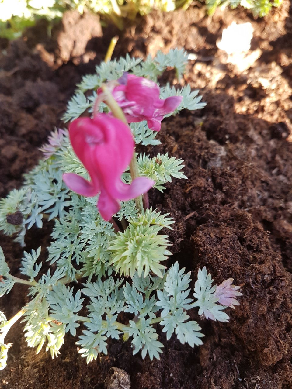 Dicentra peregrina / pisi-murtudsüdameke