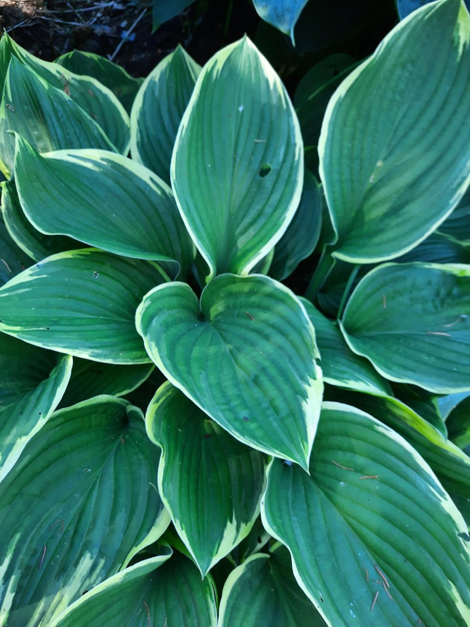 Hosta ´Independence ´