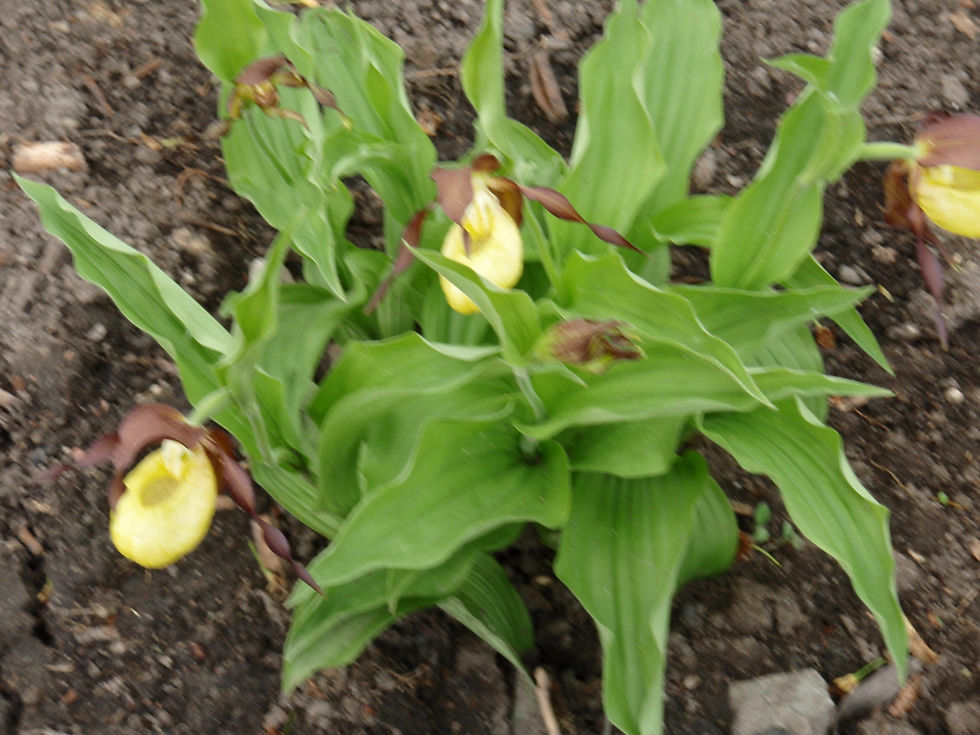 Pikkukuva: Cypripedium calceolus /kaunis kuldking
