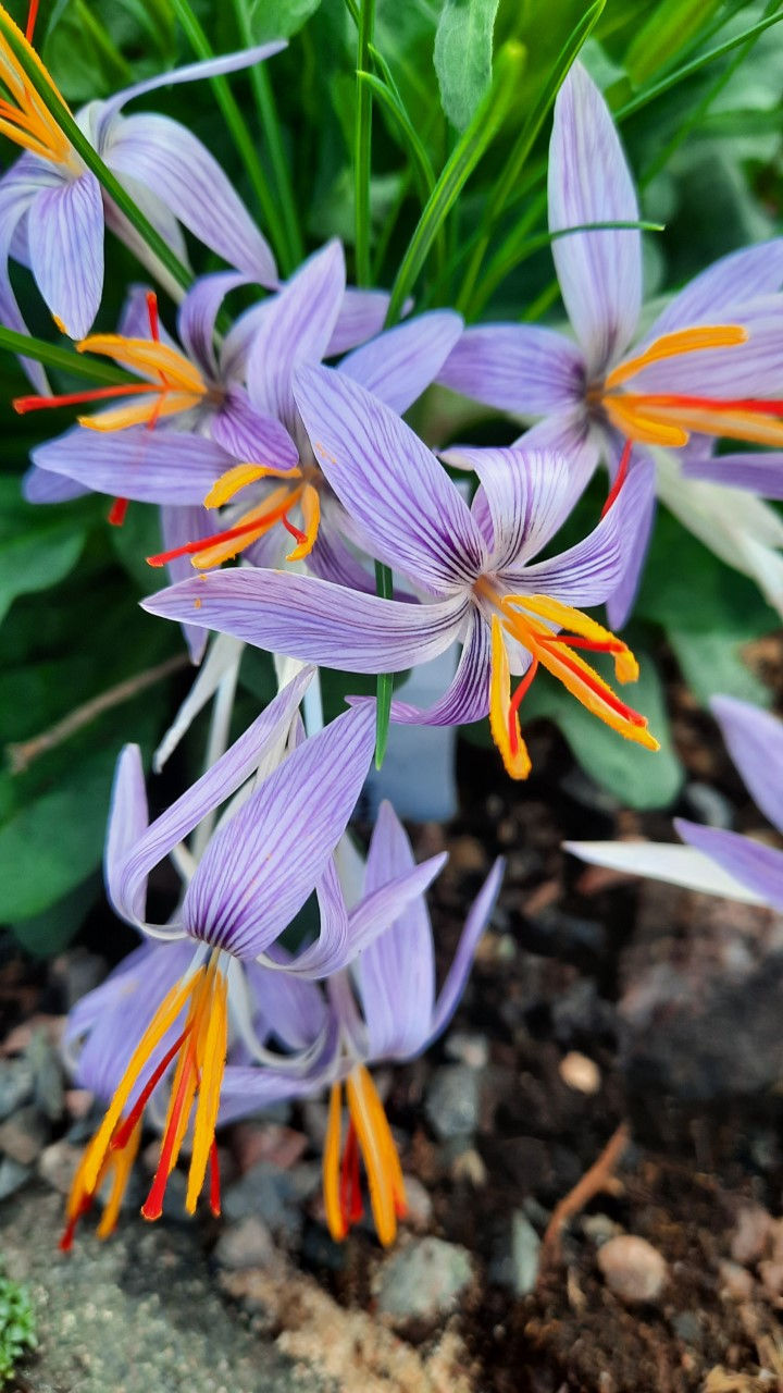 Crocus orerocreticus