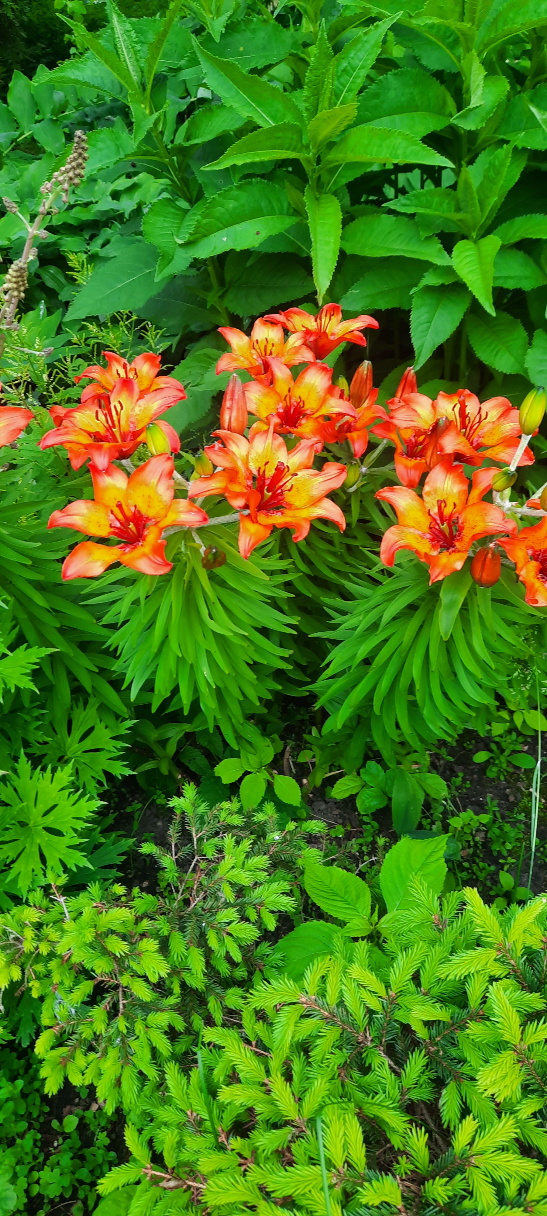 Lilium bulbiferum/ tuliliilia