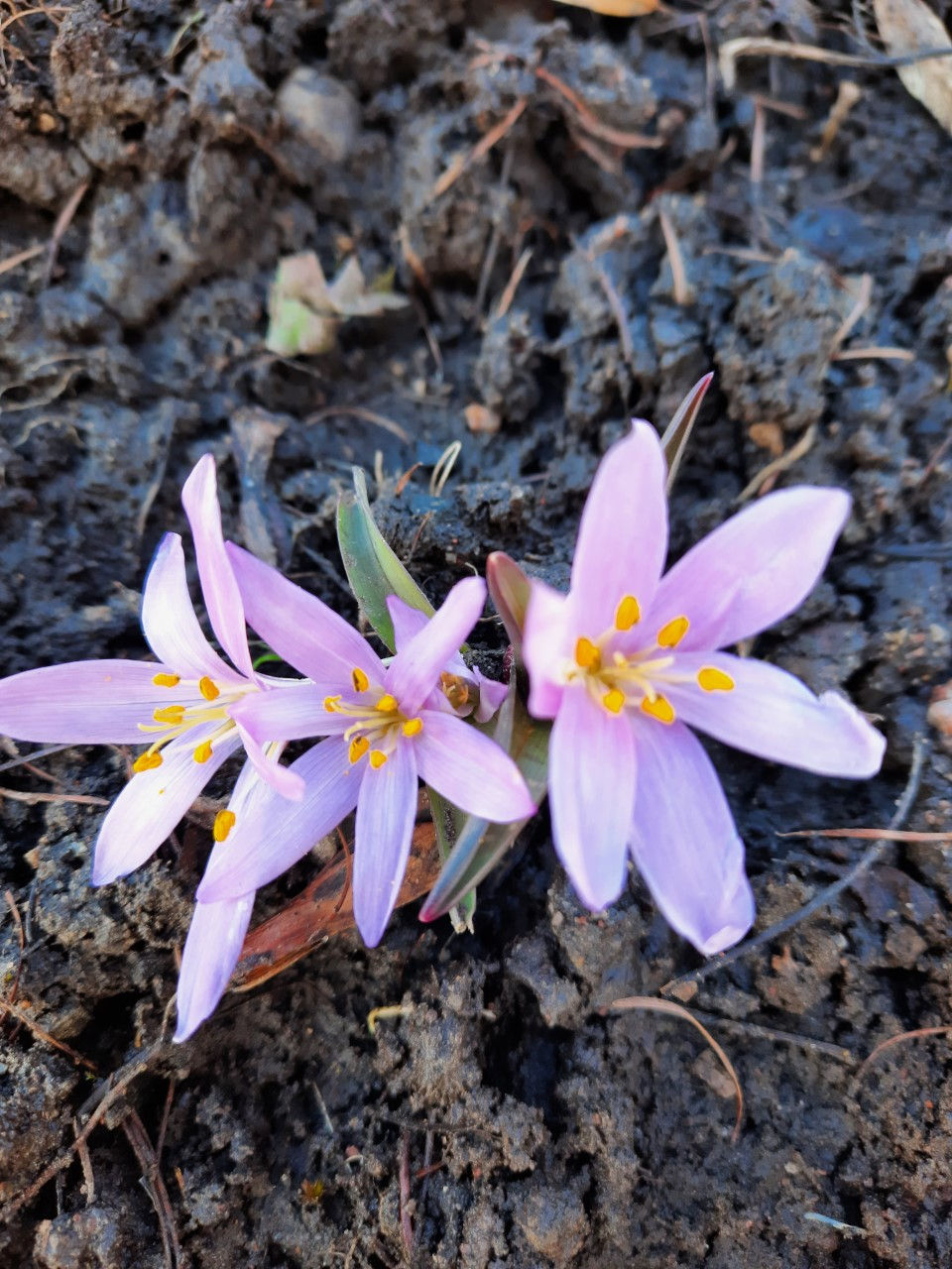 Merendera trigyna / kolmeemakane merendera