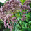 Thumbnail: Eupatorium maculatum ´Atropurpurea ´/ Laiguline vesikanep ´Atropurpurea ´