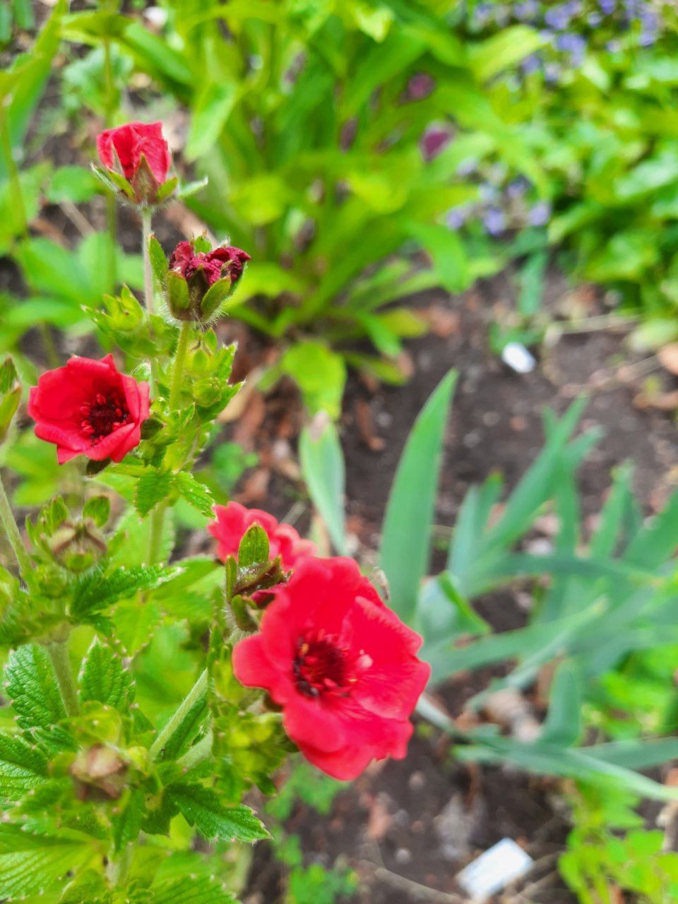 Potentilla atrosanguinea /veripunane maran