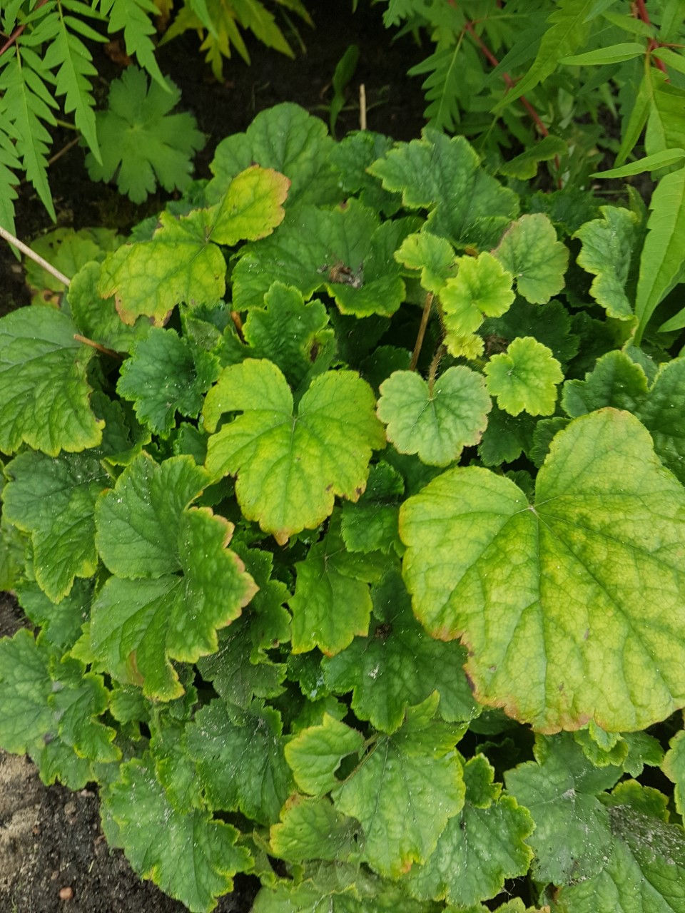 Tellima grandiflora / suureõieline tellima