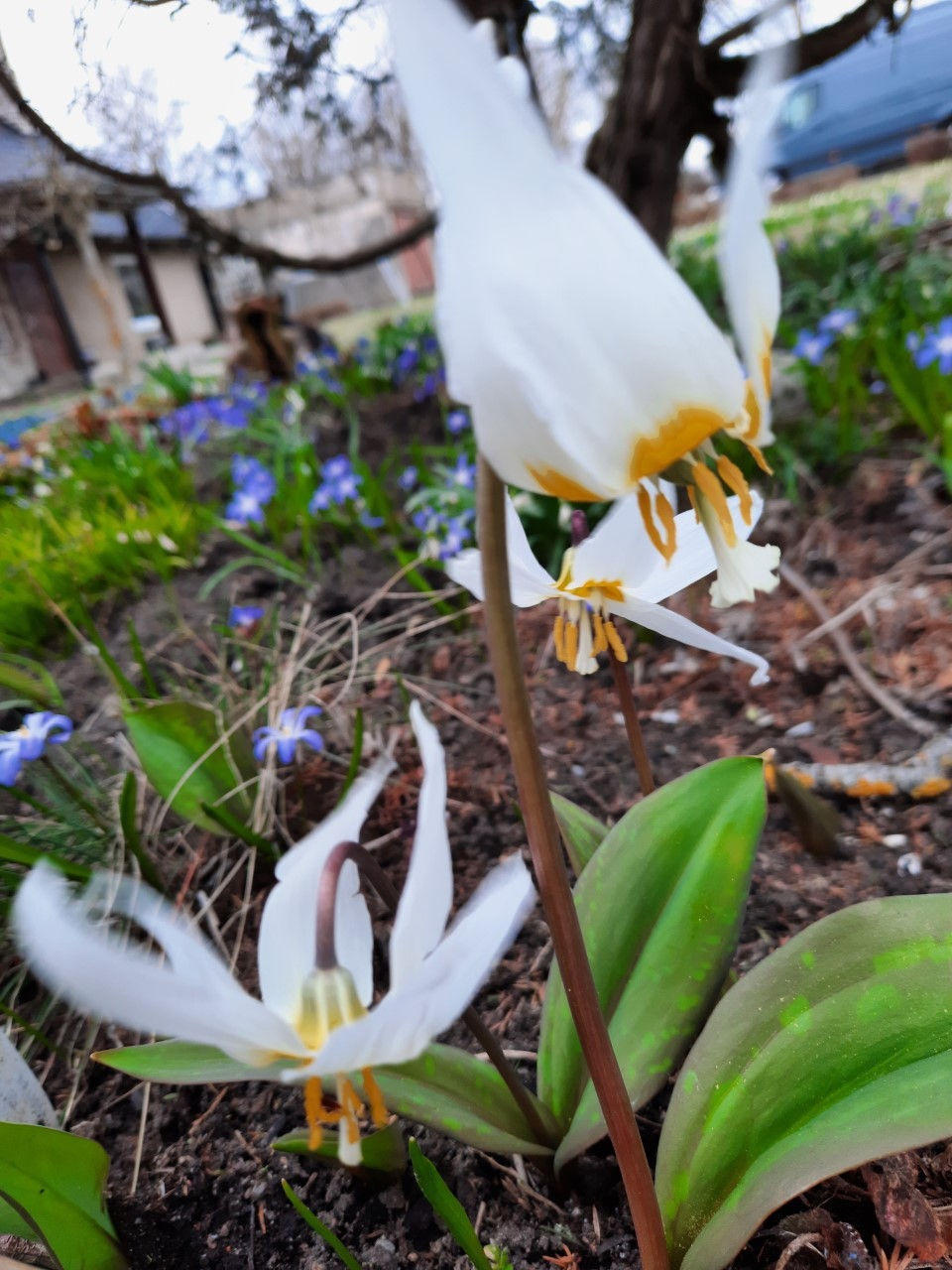 erythronium-sibiricum-altai-snow-siberi-koerahammas-altai-snow