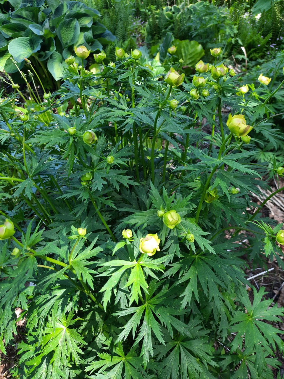 Pikkukuva: Trollius europaeus / harilik kullerkupp