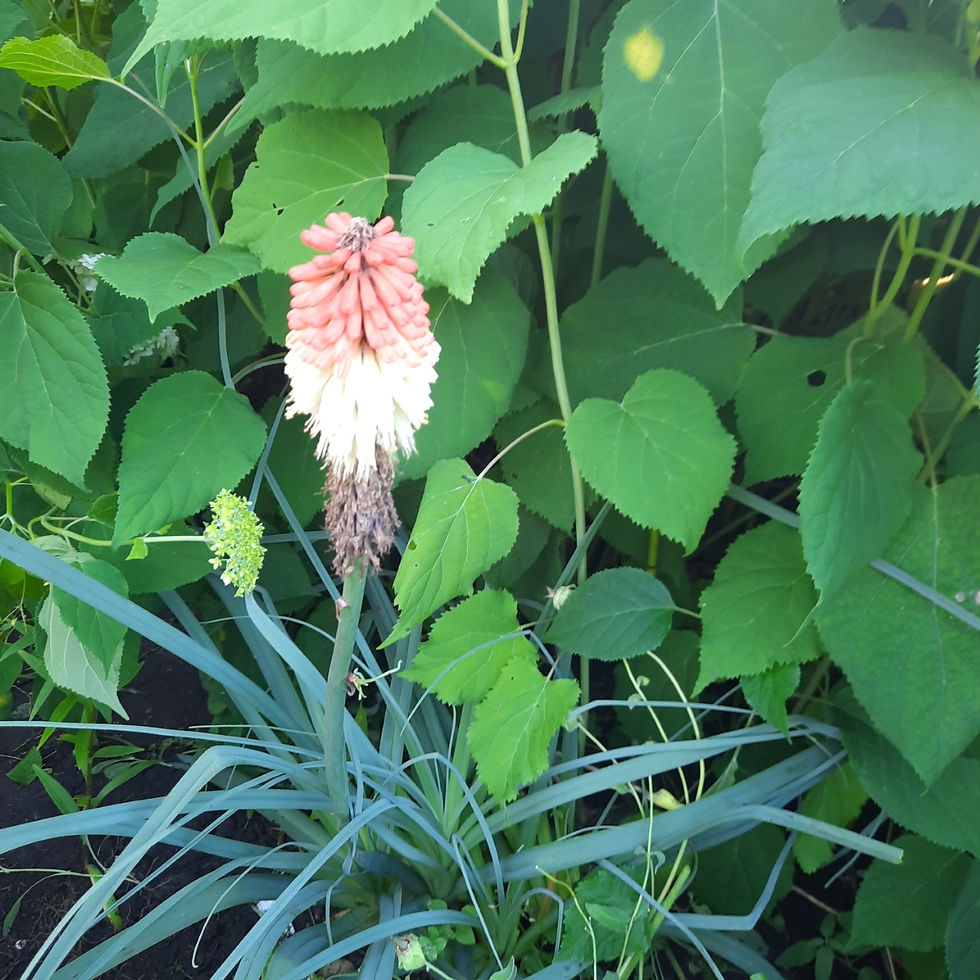 Kniphofia caulescens / varrekas tõrvikliilia