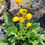 Thumbnail: Calceolaria filicaulis / kinglille liik