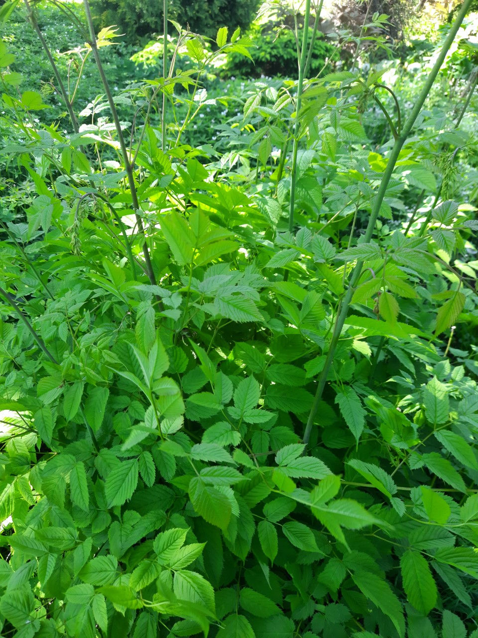 Thumbnail: Aruncus dioicus /harilik kitseenelas