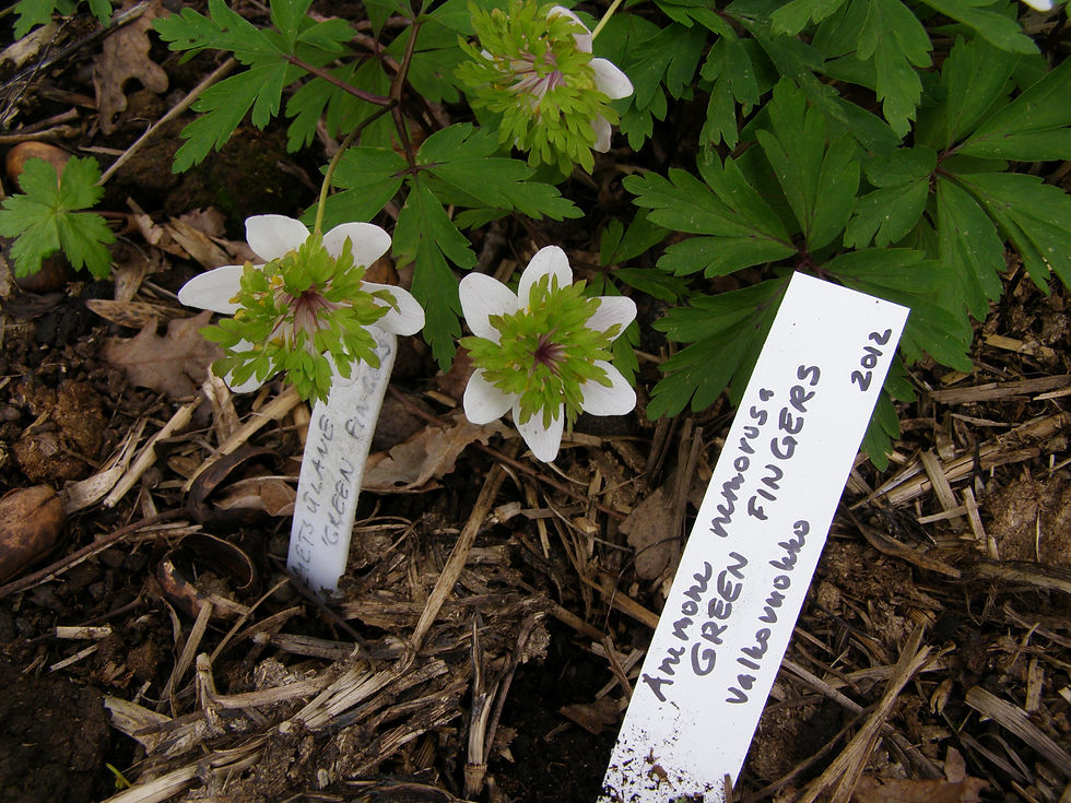 Anemone nemorosa ´Green Fingers ´/ võsaülane ´Green Fingers ´