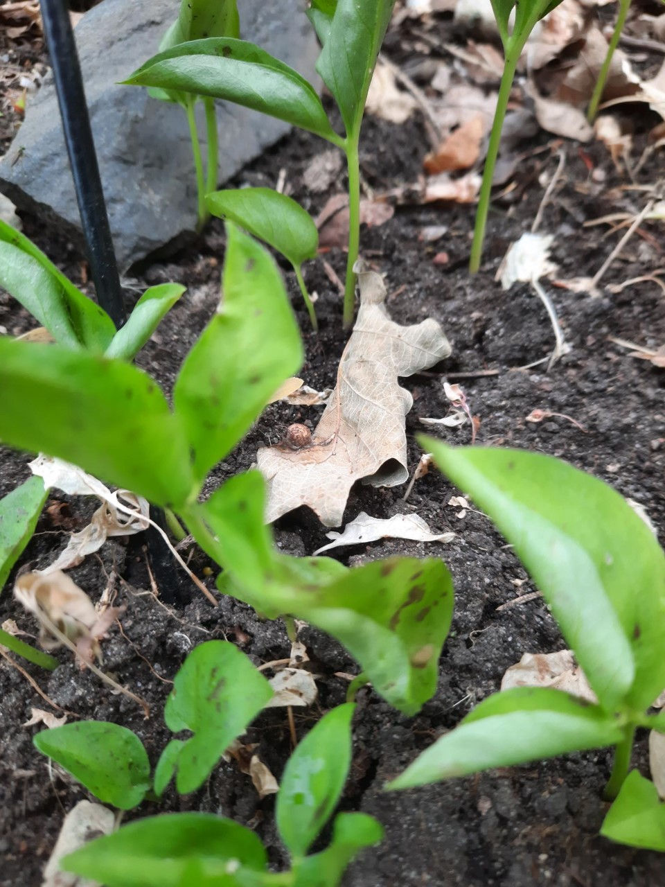 Pinellia ternata /kolmetine pinellia