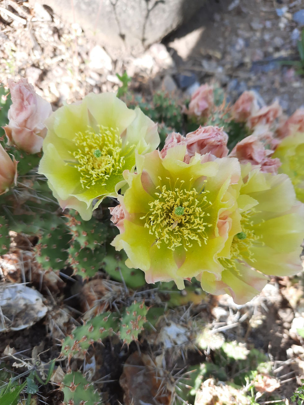 Thumbnail: Opuntia fragilis /habras viigikaktus