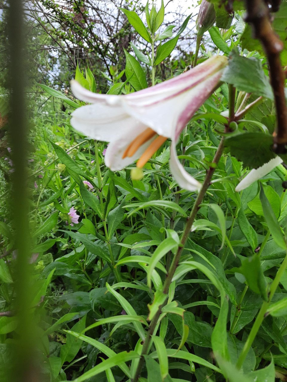 Lilium regale / kuningliilia