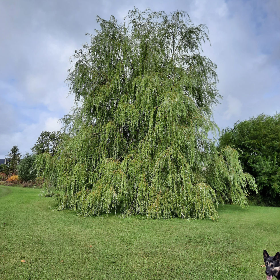 Salix sepulcralis (Salix alba) ´Chrysocoma ´/ Leinaremmelgas ´Chrysocoma ´