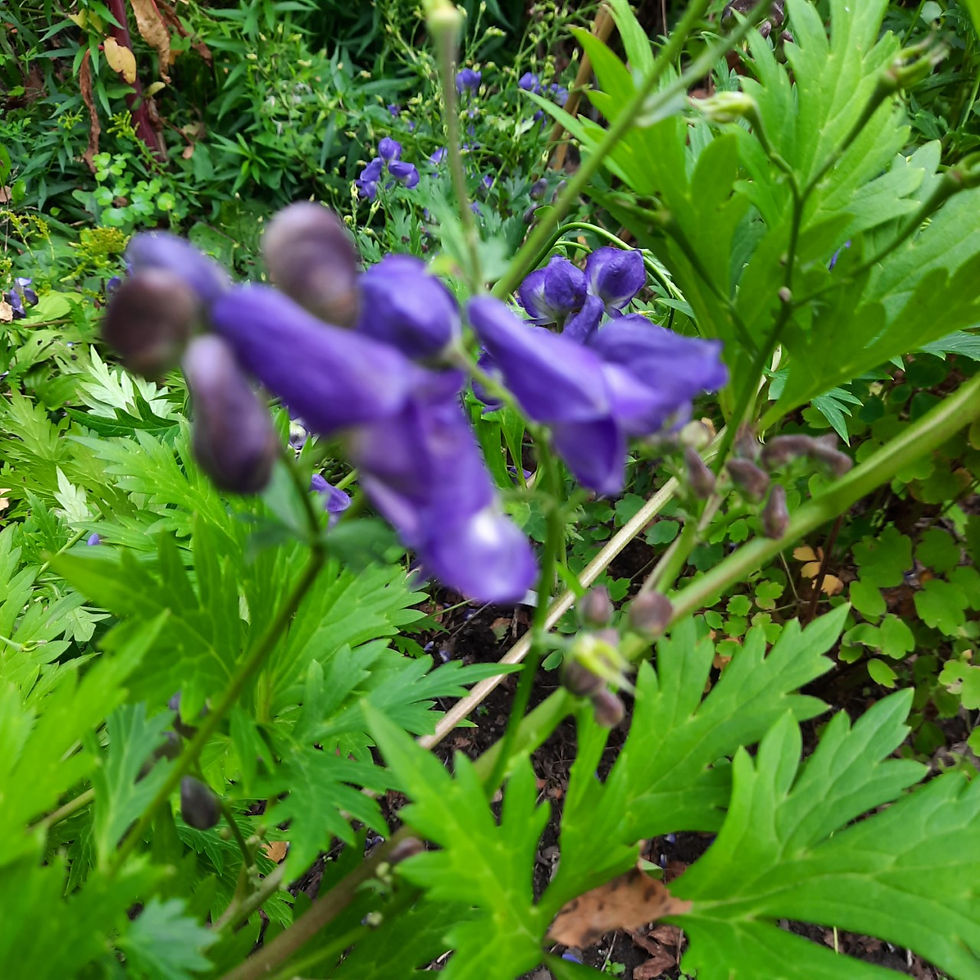 Thumbnail: Aconitum yamazaki