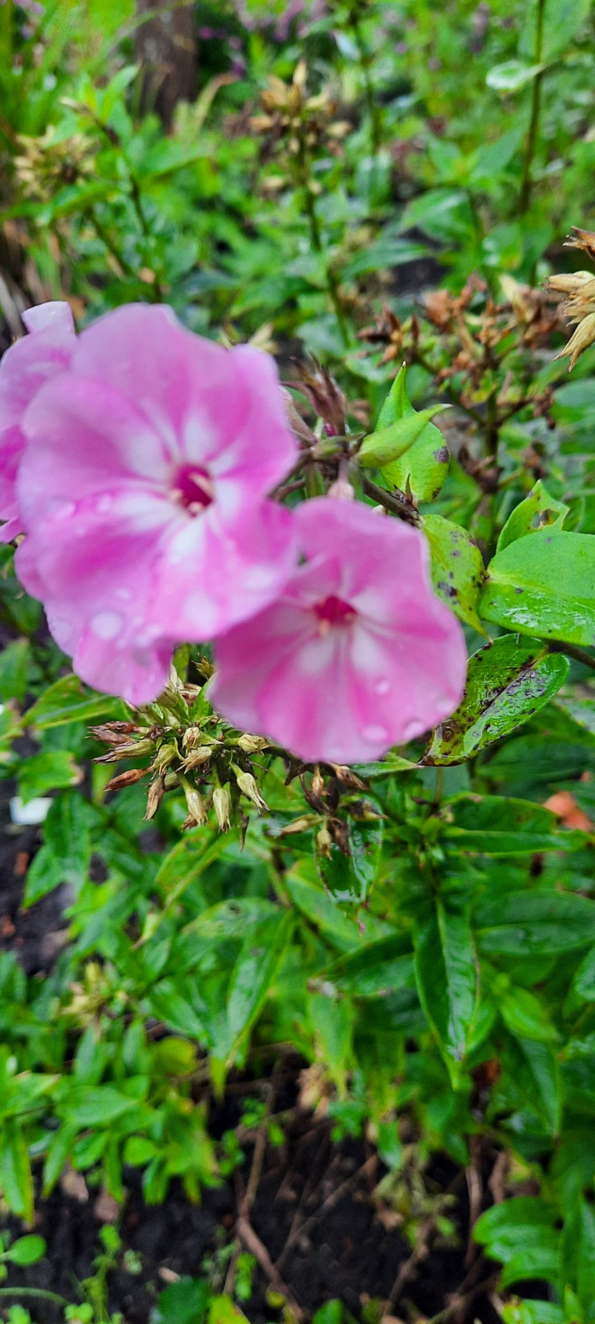 Pikkukuva: Phlox paniculata ´Picasso ´/aed-leeklill ´Picasso ´