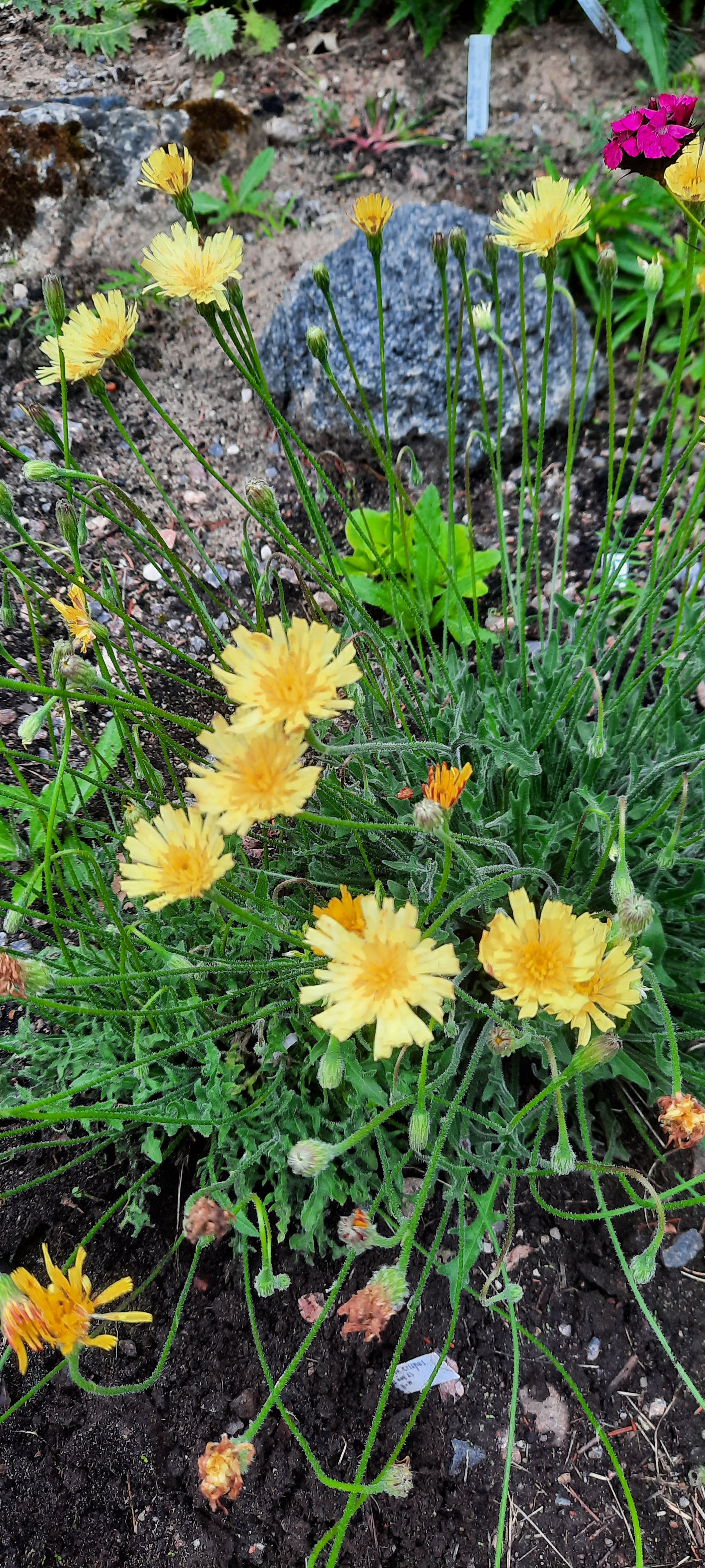 Leontodon crispus /seanupp