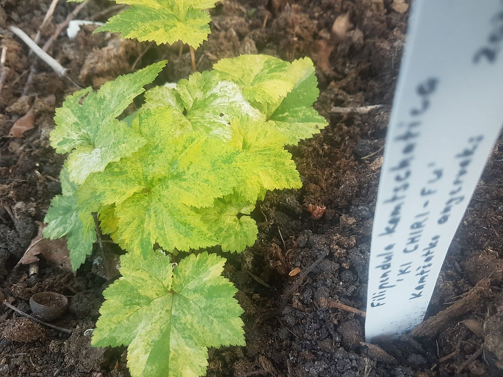 Pikkukuva: Filipendula kamtschatica ’Ki Chiri-Fu´/ kamtšatka angervaks ´Ki Chiri-FU ´