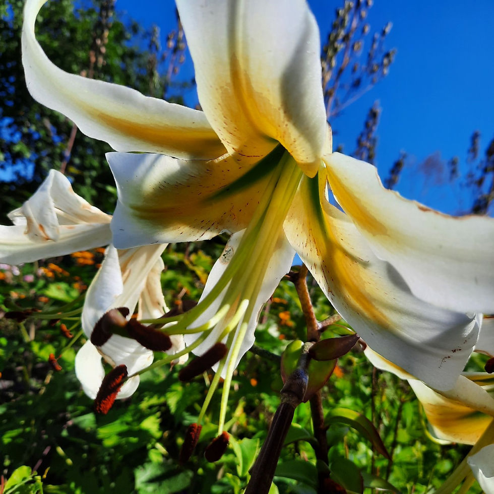 Lilium ´Mister Pistache ´