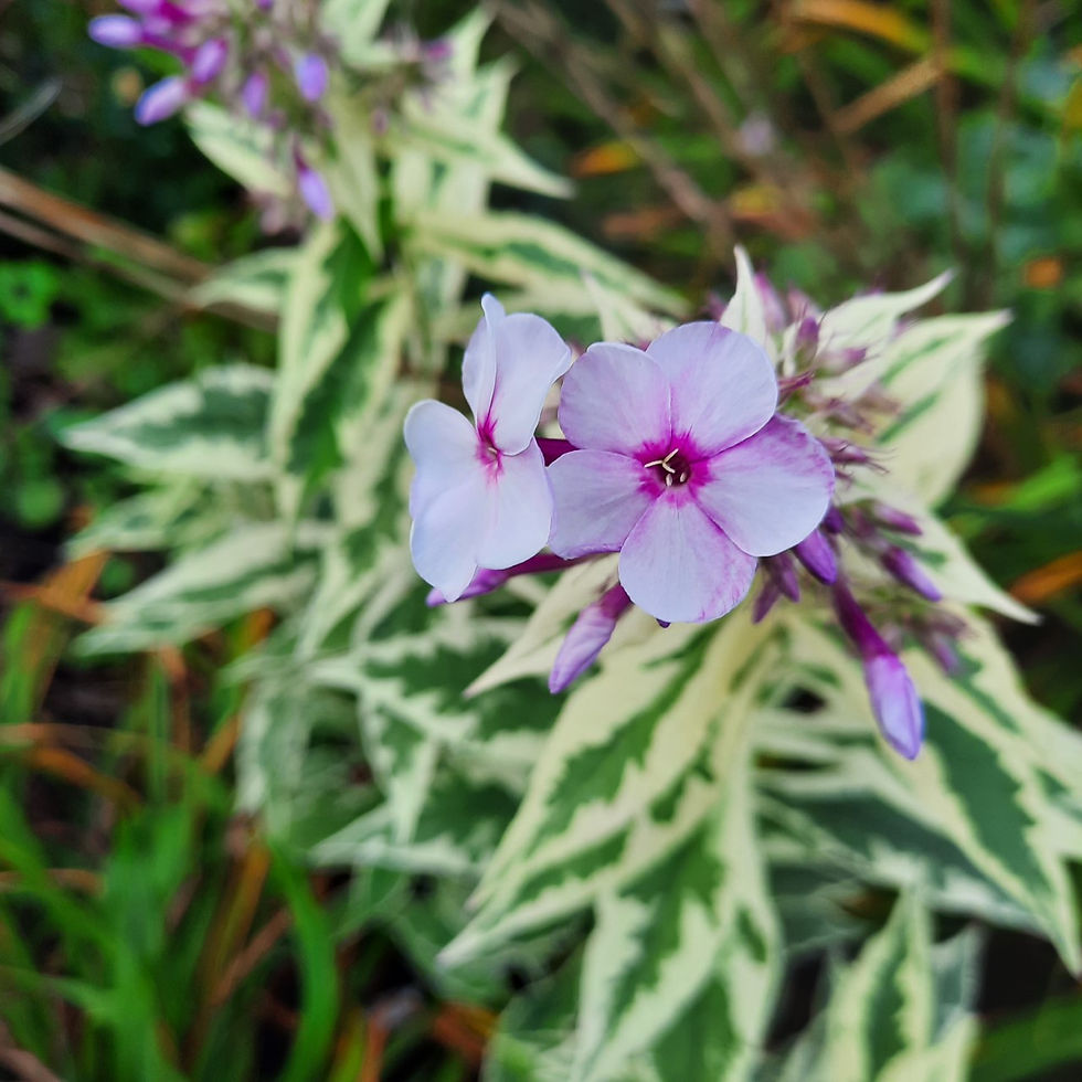 Phlox paniculata ‘Nora Light ´/ aed-leeklill ´Nora Light ´