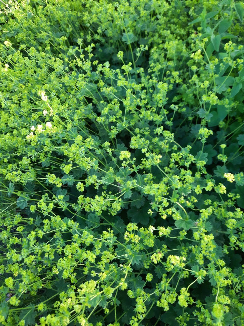 Alchemilla erytropoda / punaraag- kortsleht