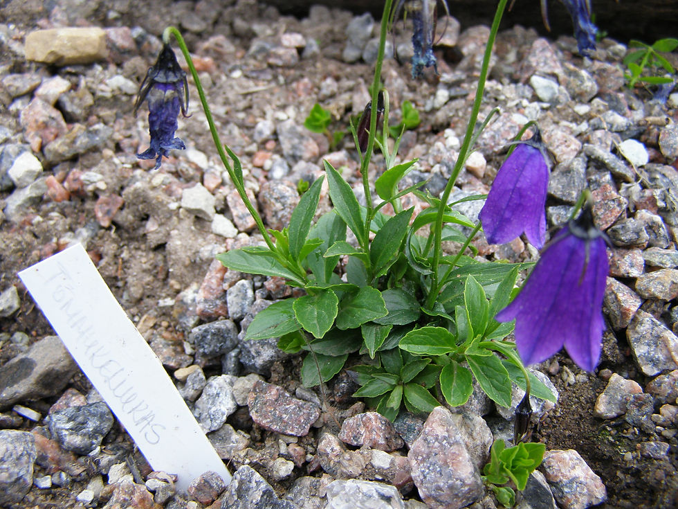 Миниатюра: Campanula pulla /tõmmu kellukas