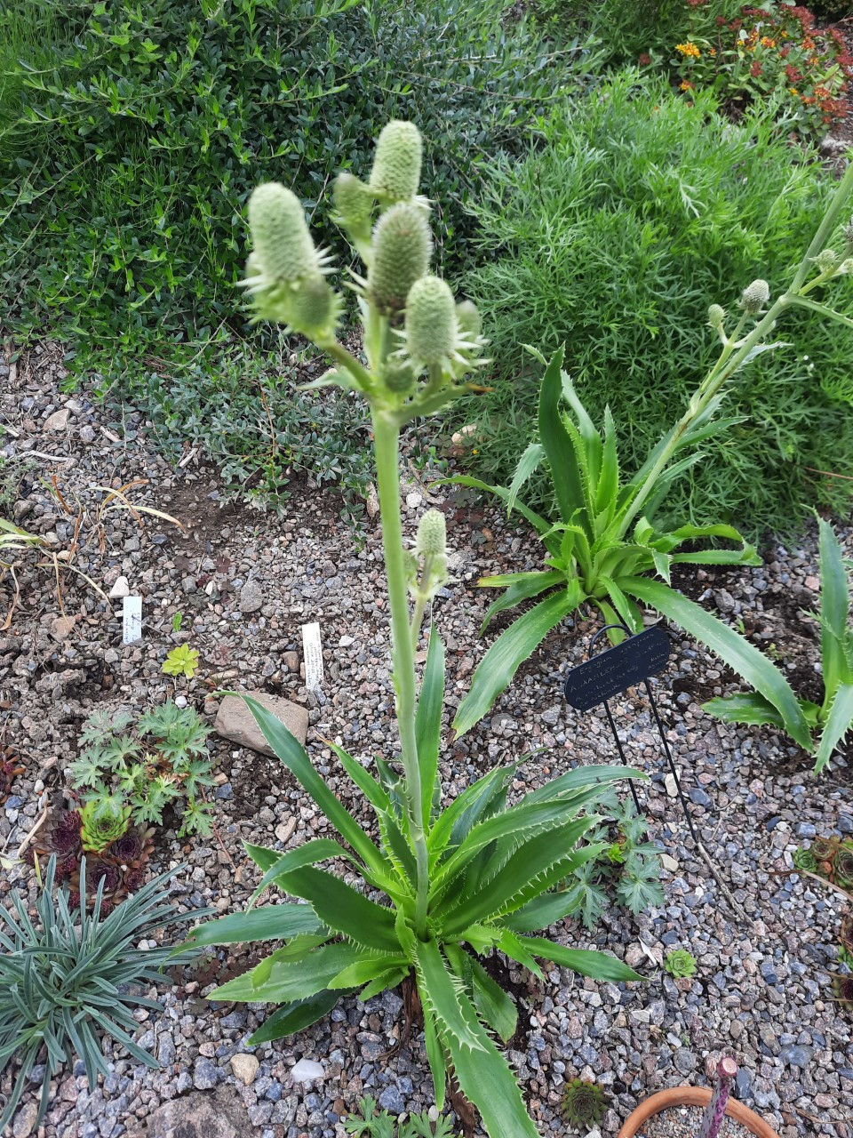 Eryngium agavifolium/agaavilehine ogaputk